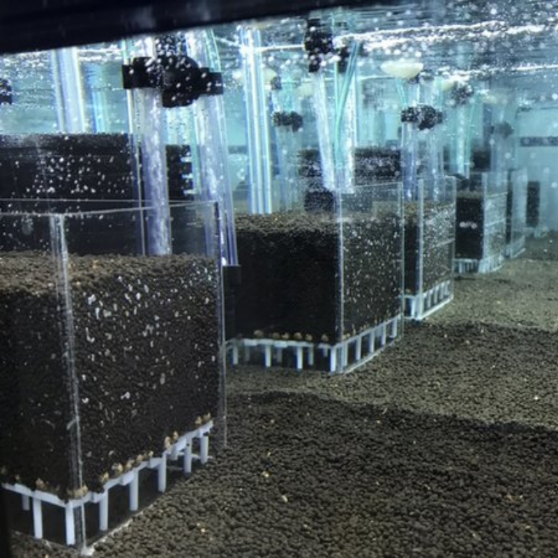 Transparent Acrylic Shrimp Fis - Aquarium Fish Reproduction review and price