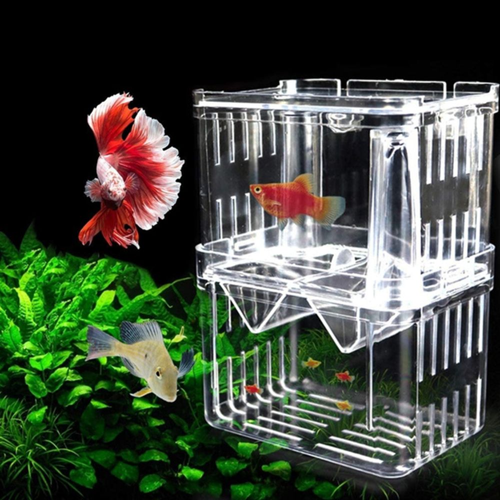 Tank Aquarium For Baby Fishes  - Aquarium Fish Reproduction review and price